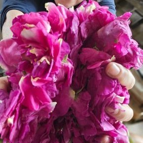 distillation rose